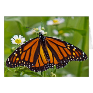 Monarch Butterfly