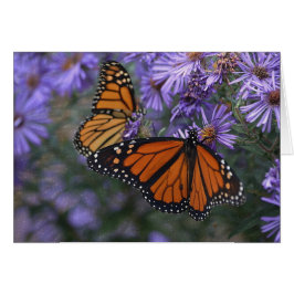 Monarch Butterfly