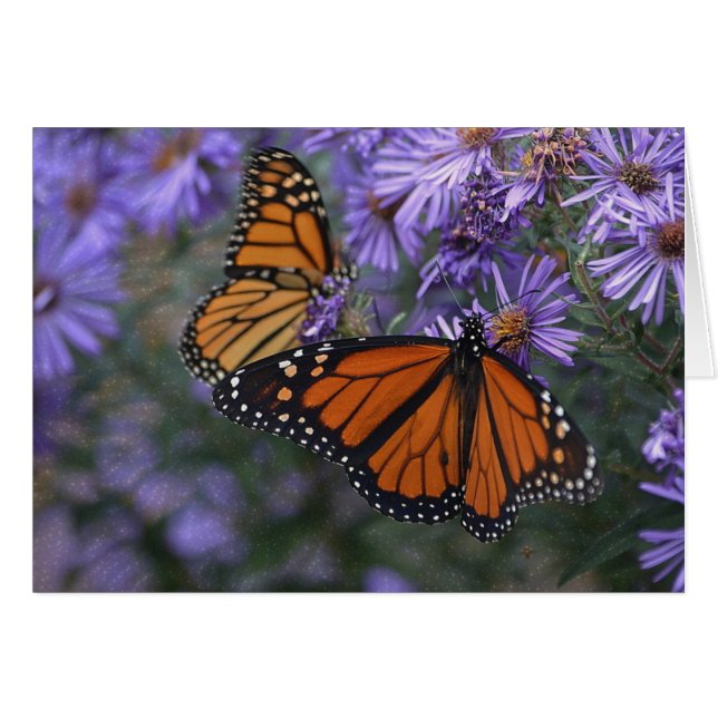 Monarch Butterfly (Vorderseite (Horizontal))
