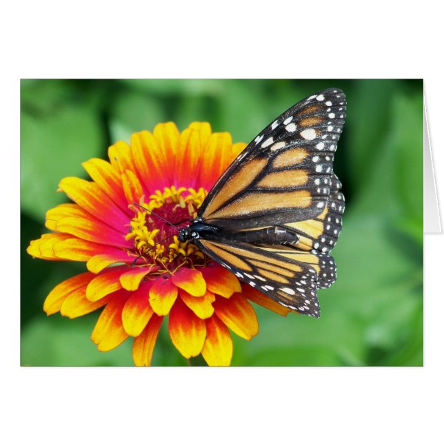 Monarch Butterfly (Vorderseite (Horizontal))