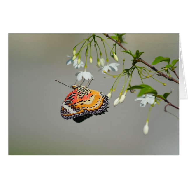 Monarch Butterfly (Vorderseite (Horizontal))