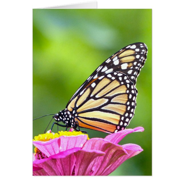 Monarch Butterfly (Vorne)