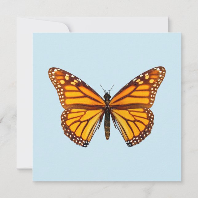 Monarch Butterfly (Vorderseite)