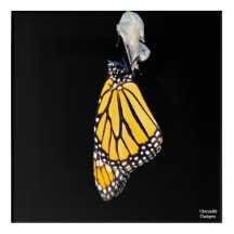 Monarch Butterfly 2022 - Acryldruck