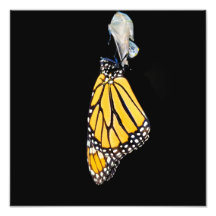 Monarch Butterfly 2022 - Foto Print