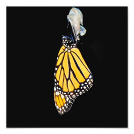 Monarch Butterfly 2022 - Foto Print