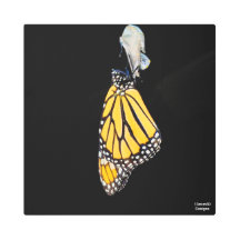 Monarch Butterfly 2022 - Metalldruck