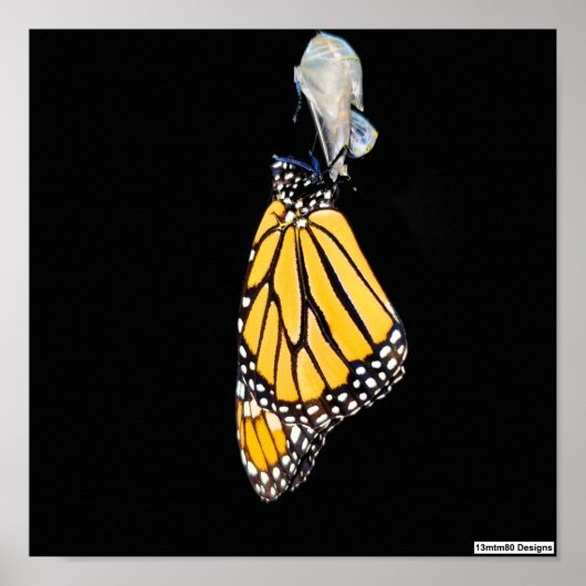 Monarch Butterfly 2022 - Poster (Vorne)