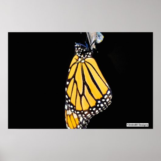 Monarch Butterfly 2022 - Poster (Vorne)