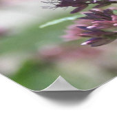 Monarch Butterfly_2 Poster (Ecke)