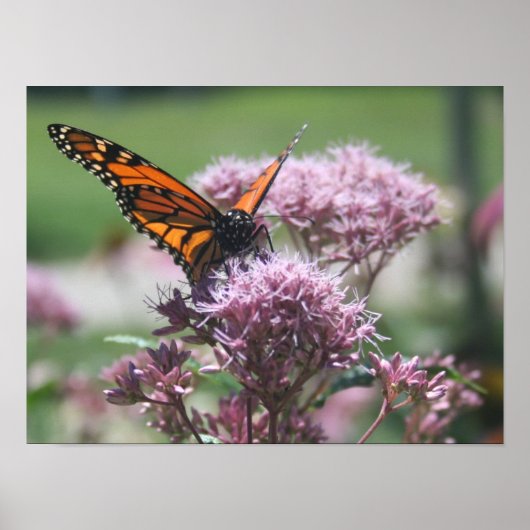 Monarch Butterfly_2 Poster (Vorne)