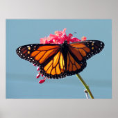 Monarch Butterfly 6066 Poster (Vorne)