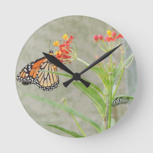 Monarch Butterfly and Caterpillar Runde Wanduhr (Vorderseite)