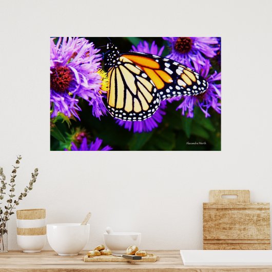 Monarch Butterfly, Aster Poster (Küche)