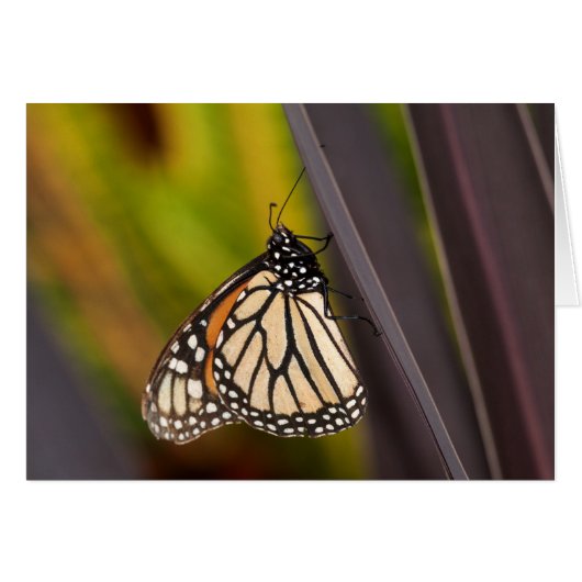 Monarch Butterfly auf Agave (Vorderseite (Horizontal))