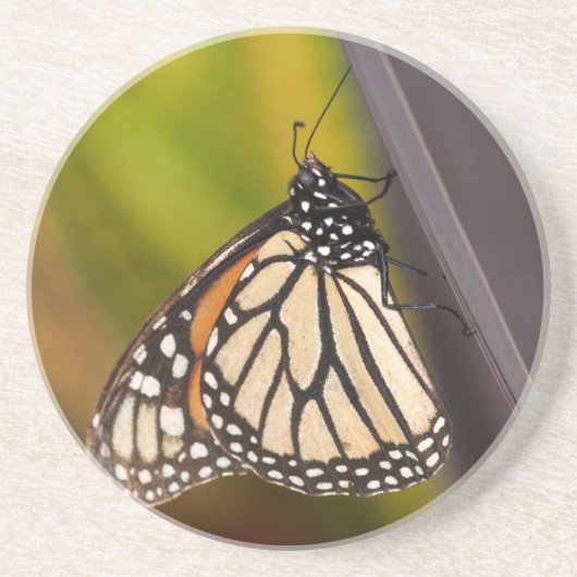 Monarch Butterfly auf Agave Getränkeuntersetzer (Vorne)
