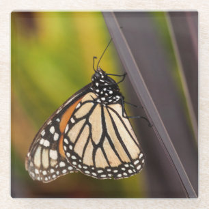 Monarch Butterfly auf Agave Glasuntersetzer