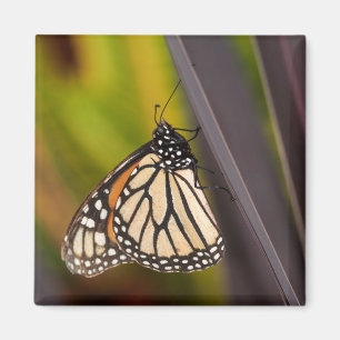 Monarch Butterfly auf Agave Magnet