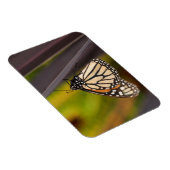 Monarch Butterfly auf Agave Magnet (Rechte Seite)