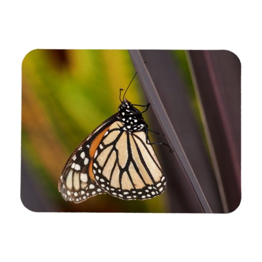 Monarch Butterfly auf Agave Magnet (Horizontal)