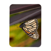 Monarch Butterfly auf Agave Magnet (Vertikal)