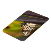 Monarch Butterfly auf Agave Magnet (Linke Seite)