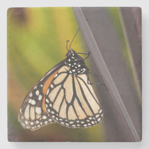 Monarch Butterfly auf Agave Steinuntersetzer