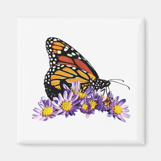 Monarch Butterfly auf Aster Magnet (Vorne)