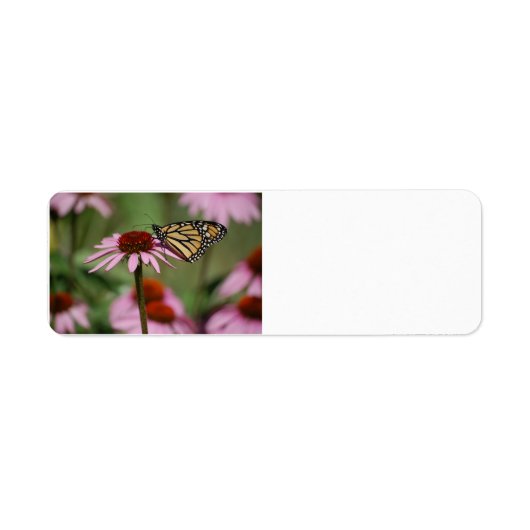 Monarch Butterfly auf Blume (Vorne)