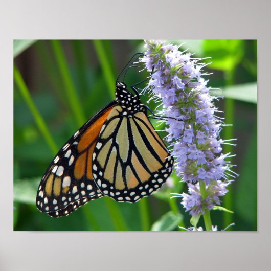 Monarch Butterfly auf Blume Poster (Vorne)