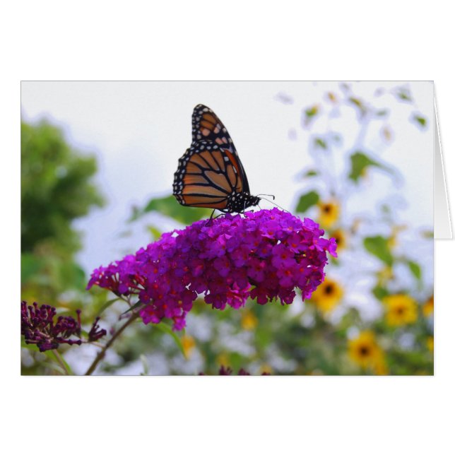Monarch Butterfly auf Butterfly Bush Card (Vorderseite (Horizontal))