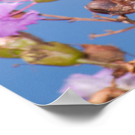 Monarch Butterfly auf Crape Myrtle Poster (Ecke)