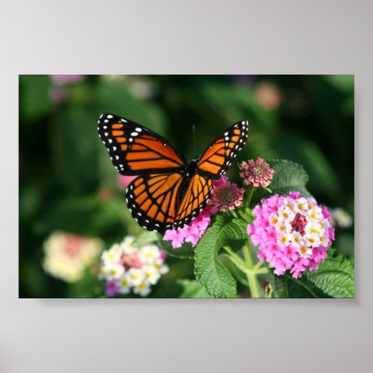 Monarch Butterfly auf der Blume Lantana Poster (Vorne)