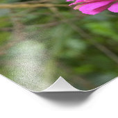 Monarch Butterfly auf der Hübschen rosa Zinnia-Blu Fotodruck (Ecke)