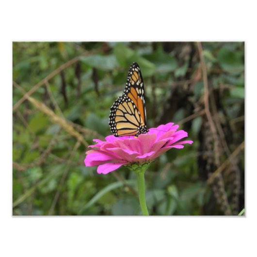 Monarch Butterfly auf der Hübschen rosa Zinnia-Blu Fotodruck (Vorne)