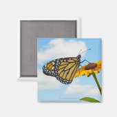 Monarch Butterfly auf der Mit Augen schwarzen Susa Magnet (Vorderseite/Rückseite)
