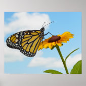 Monarch Butterfly auf der Mit Augen schwarzen Susa Poster (Vorne)