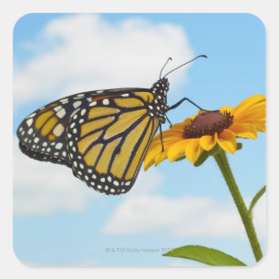 Monarch Butterfly auf der Mit Augen schwarzen Susa Quadratischer Aufkleber