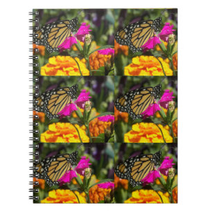 Monarch Butterfly auf der Pink-Marigold-Blume Notizblock