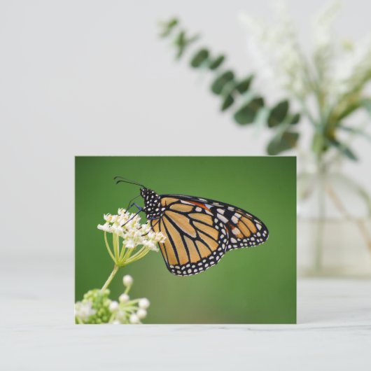 Monarch Butterfly auf der Postkarte des weißen Sum (Stehend Vorderseite)