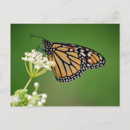 Monarch Butterfly auf der Postkarte des weißen Sum