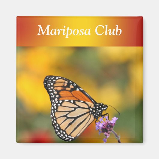 Monarch Butterfly auf der Suche nach Pollen Magnet (Vorne)