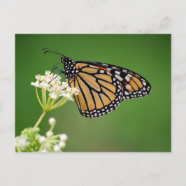 Monarch Butterfly auf der Weißen Sumpfmilch-Blume Postkarte