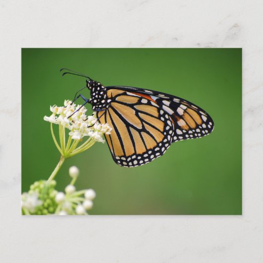 Monarch Butterfly auf der Weißen Sumpfmilch-Blume Postkarte (Vorderseite)