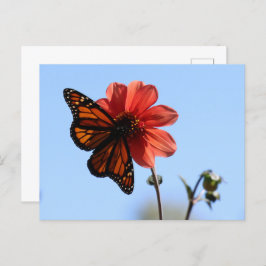 Monarch Butterfly auf einem Dahlia Blank Postkarte