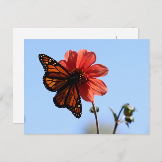 Monarch Butterfly auf einem Dahlia Blank Postkarte (Vorne/Hinten)