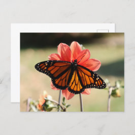 Monarch Butterfly auf einem Dahlia Blank Postkarte