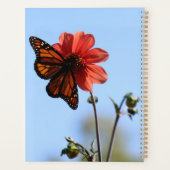 Monarch Butterfly auf einem Dahlia Planer (Rückseite)
