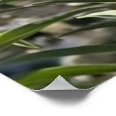 Monarch Butterfly auf einer Blume durch die Wasser Poster (Ecke)