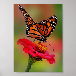 Monarch Butterfly auf hellrosa Zinnia Poster